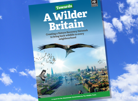 Towards a Wilder Britain report