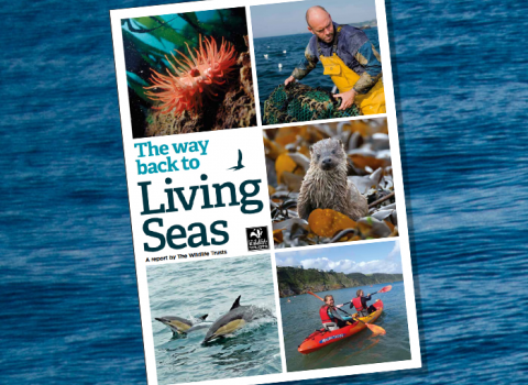The Way Back to Living Seas report