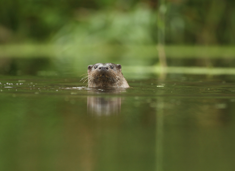 Otter in a river