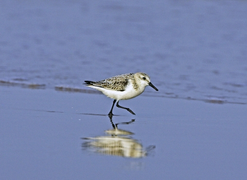 Sanderling © Mike Read