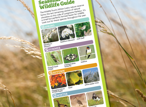Seasonal wildlife guide for Milton Locks