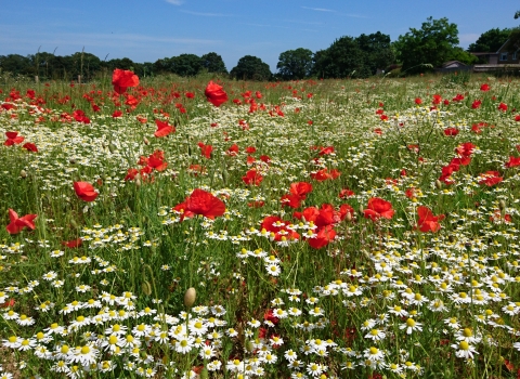 Barton meadows after reseeding