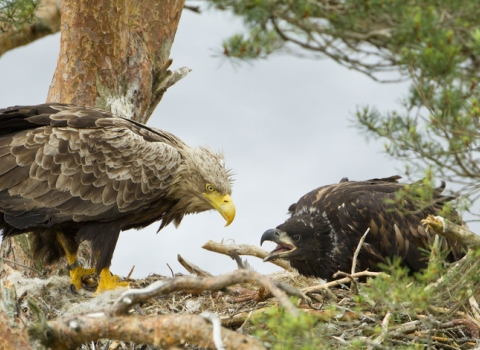 White-tailed eagle and chick in Wester Ross, Scotland