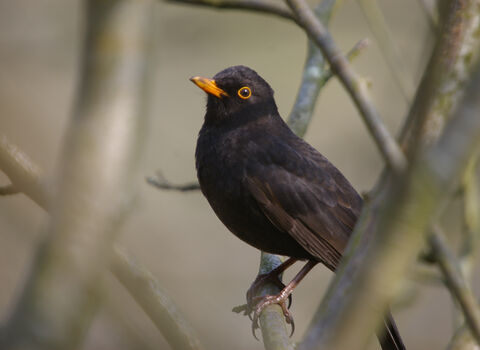 Blackbird © Neil Aldridge