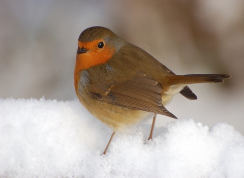 Robin © Stewart McDonald