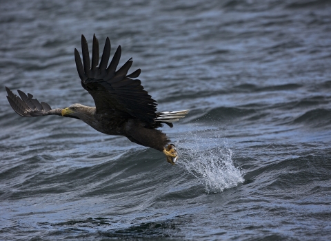 White tailed sea eagle by Mike Read
