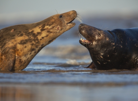 Grey seals © Neil Aldridge