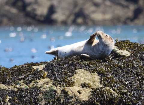 Seal on rocks © Lynne Newton