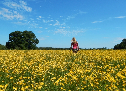 Testwood buttercup meadow © Cathy Anning