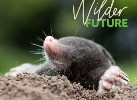 Wilder Future mole