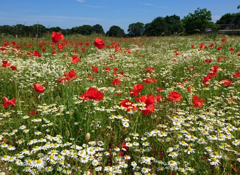 Barton meadows © Martin de Retuerto