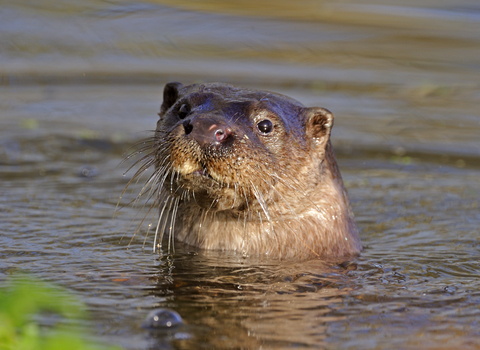 European Otter by Andy Rouse_2020VISION
