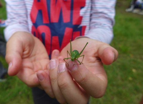 Blashford Wild Days Out Bioblitz Bush cricket