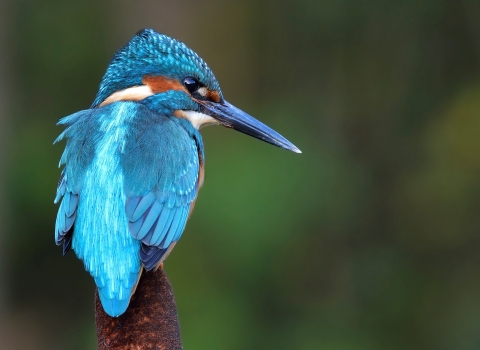 Kingfisher by Garry Prescott