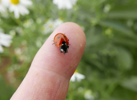 Ladybird © Gemma Paul