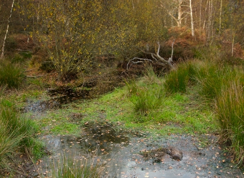 Image of pond in Pamber Forest by Peter Emery