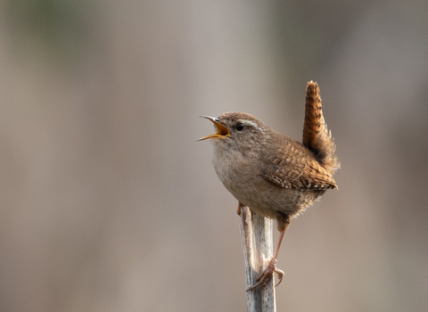 Wren by Mark Aquilina