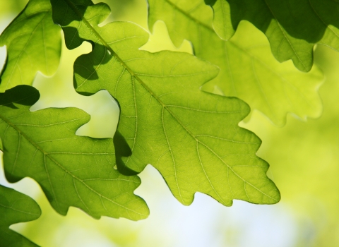 Oak Leaves © Jim Higham