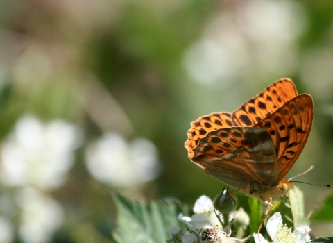 Male Silver Washed Fritillary by Isabel Carrahar