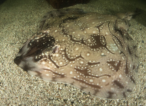 Undulate ray | Hampshire and Isle of Wight Wildlife Trust