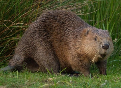 Beaver