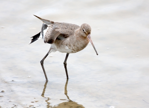 Black-tailed godwit