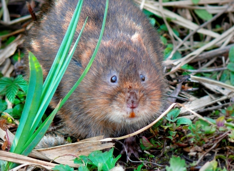 Water Vole © Tony Wootton