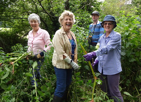 Volunteers pulling Himalayan balsam along Avon Water in July 2019