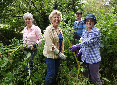 Volunteers pulling Himalayan balsam 