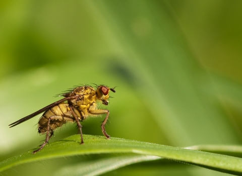 What have insects - yellow dung fly (Vaughn Matthews)