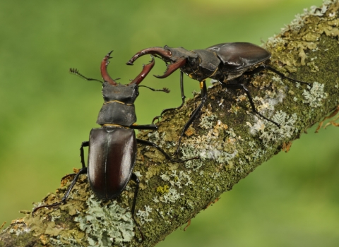 Stag beetle