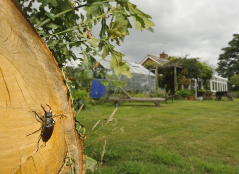Stag Beetle on living oak tree in garden.