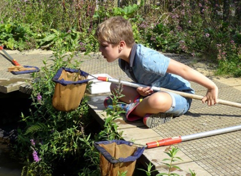 Pond dipping Blashford Lakes