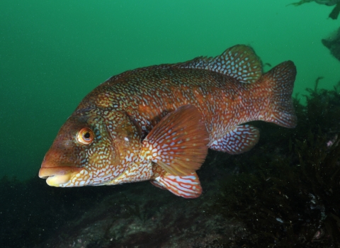 Ballan wrasse © Linda Pitkin/2020VISION