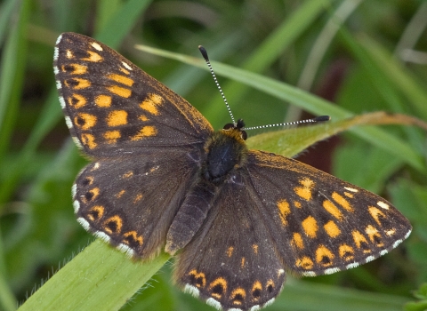 Duke of Burgundy