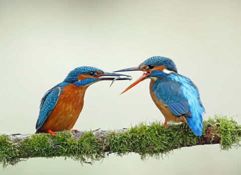Kingfishers with minnow on River Test, by Richard Jacobs