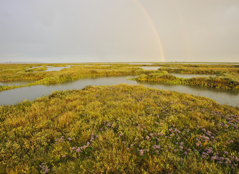 Saltmarsh (c)Terry Whittaker2020VISION