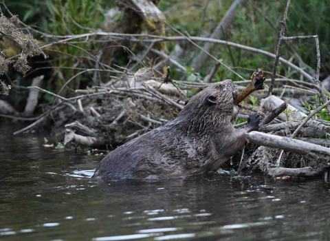 Beaver © David Parkyn/ Cornwall Wildlife Trust