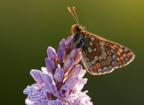 Marsh fritillary butterfly {Euphydrayas aurinia}