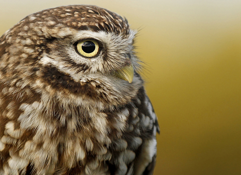 Little owl 