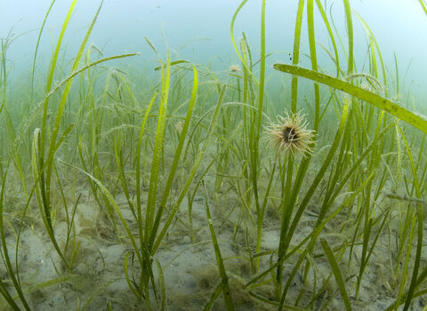 Seagrass bed © Paul Naylor