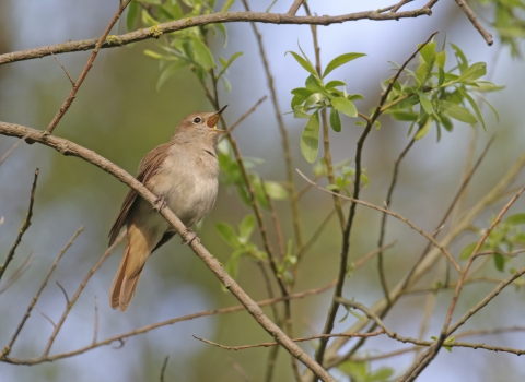 Pale brown nightingale bird sat on branch surrounded by green leaves singing 