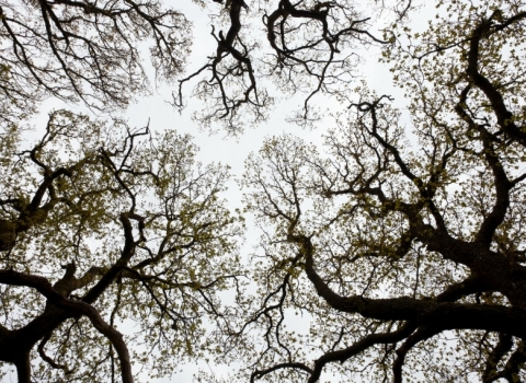 Oak woodland, Brecon Beacons National Park, Wales, UK - Mark Hamblin 2020VISION