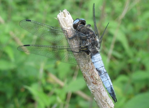 RS6207_Scarce chaser  dragonfly by Bob Chapman