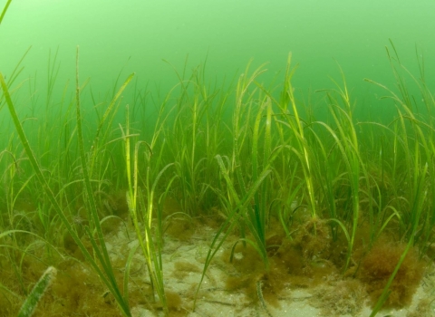 Seagrass ©Paul Naylor