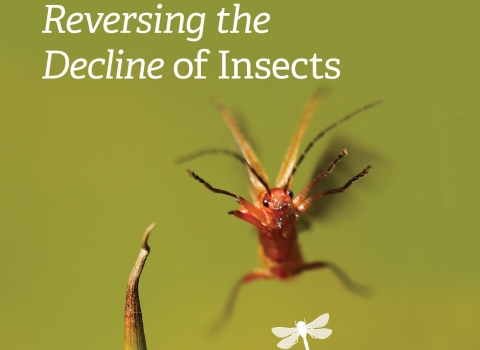 Reversing the Decline of Insects Report