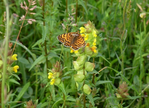 Glanville fritillary butterfly in wildflower meadow