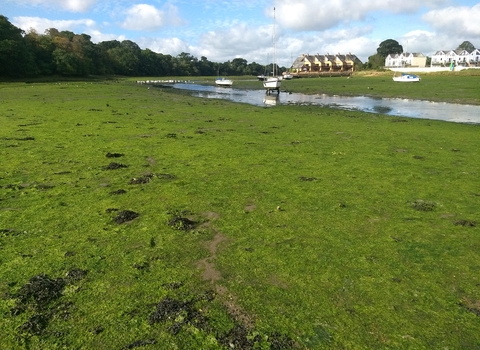 Solent nitrates issue
