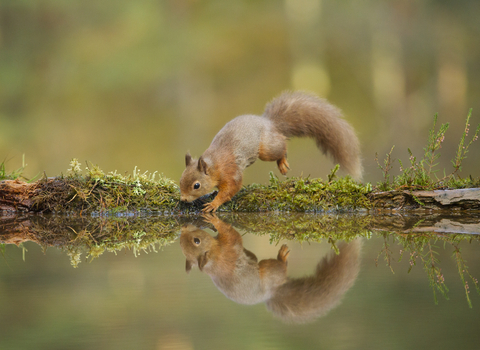 red squirrel reaching into the water.