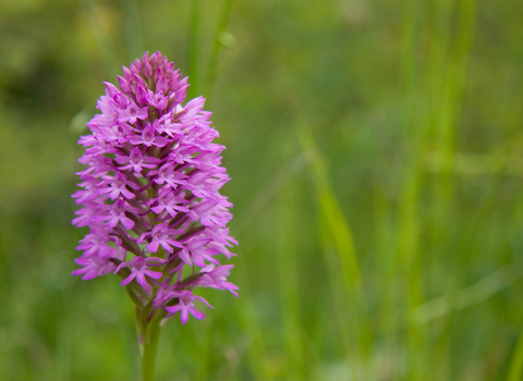 Pyramidal Orchid, David Kilbey